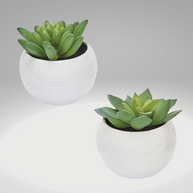 Mini Succulent