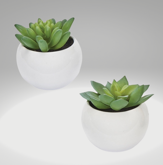 Mini Succulent
